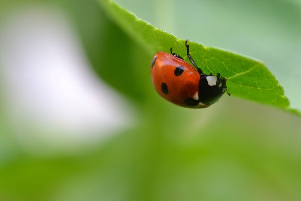 Ladybug photo. Free public domain CC0 image.