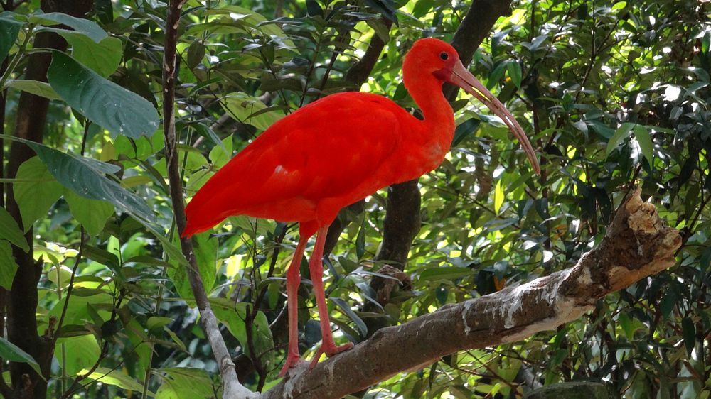 Scarlet Ibis bird. Free public domain CC0 image.