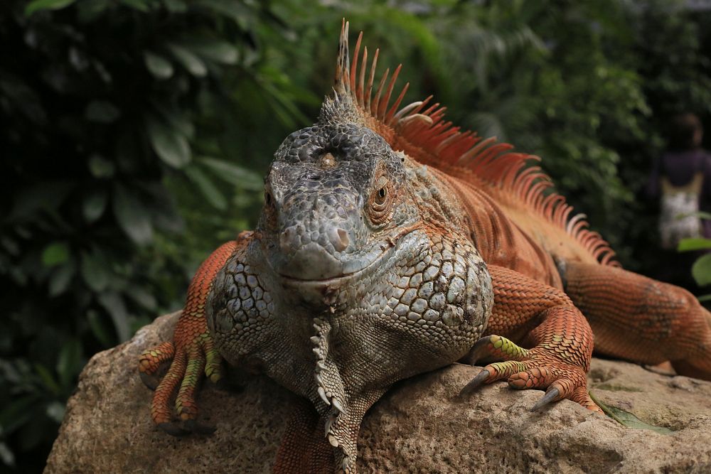 Iguana lizard. Free public domain CC0 image.