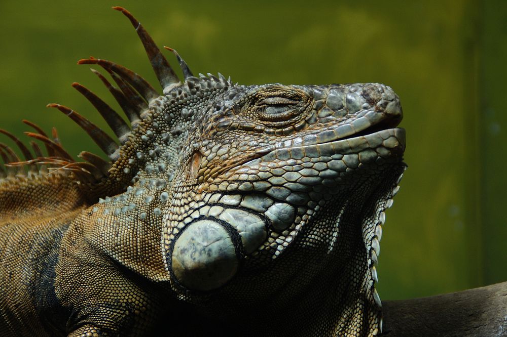 Iguana lizard. Free public domain CC0 image.