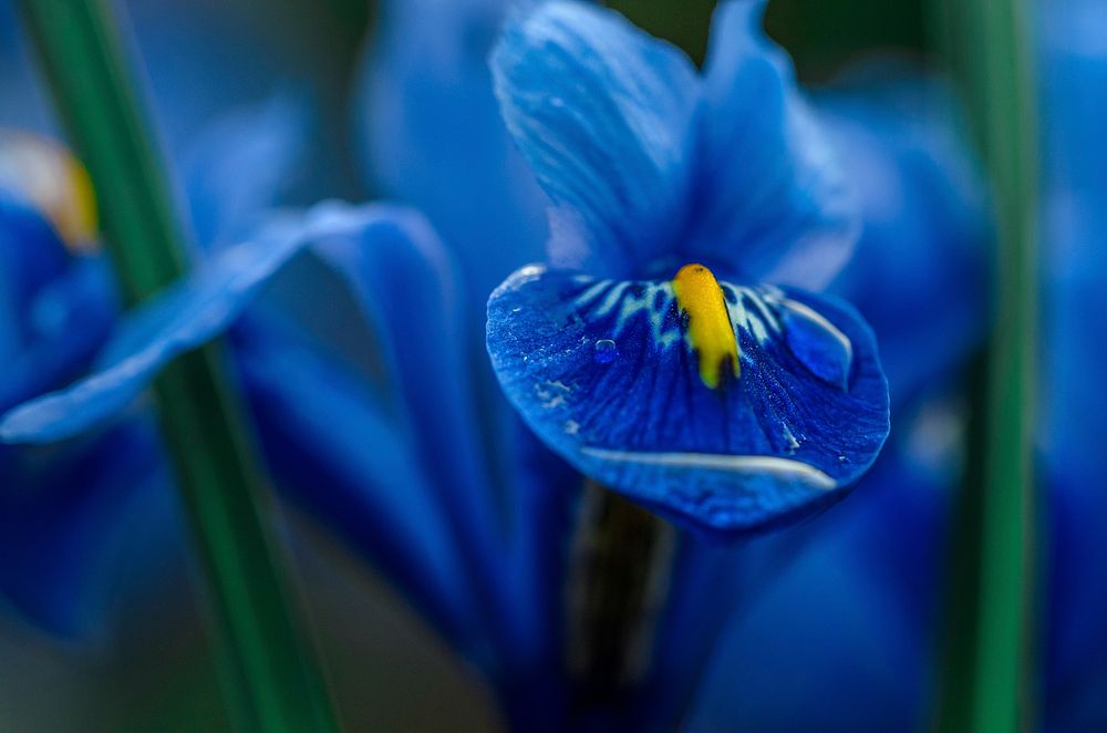 Blue iris flower. Free public domain CC0 image.