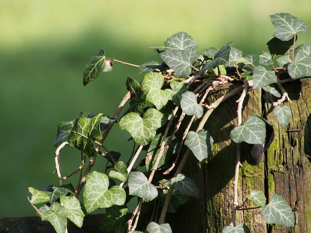 Botanical nature & plant leaves. Free public domain CC0 photo