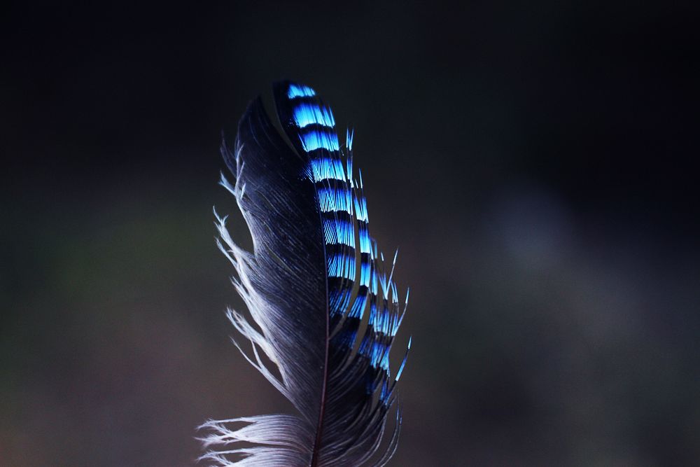 Blue bird feather, background photo. Free public domain CC0 image.
