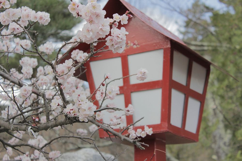 Japanese lamp pole, cherry blossom. Free public domain CC0 image.