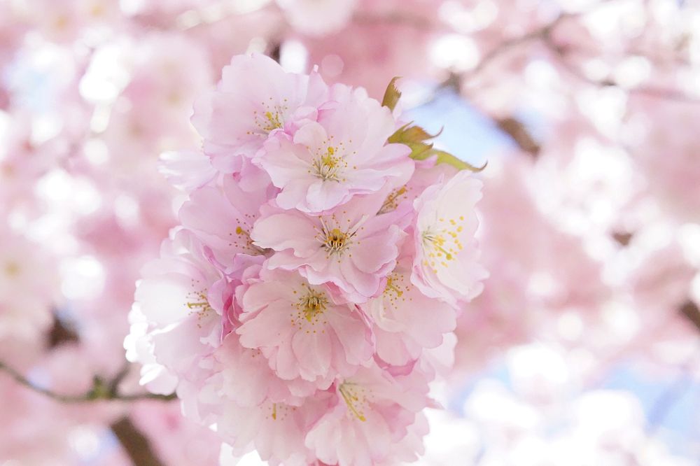 Pink peach blossom background. Free public domain CC0 photo.