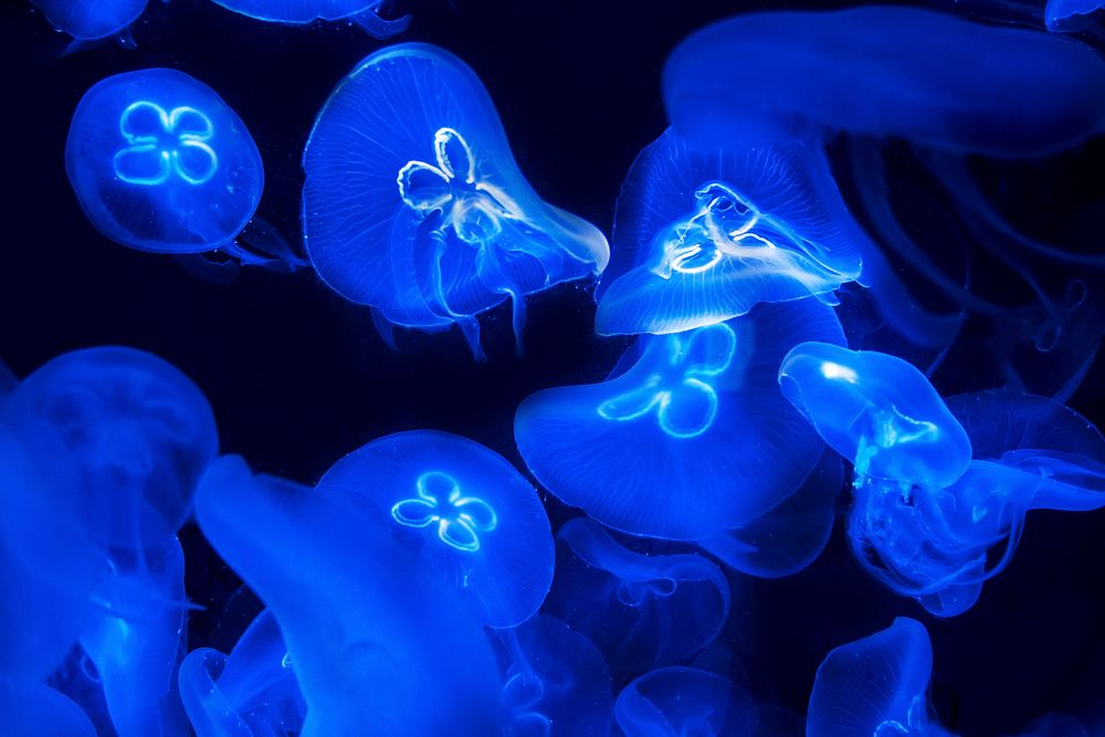 Beautiful bright floating jellyfishes. Free public domain CC0 image.