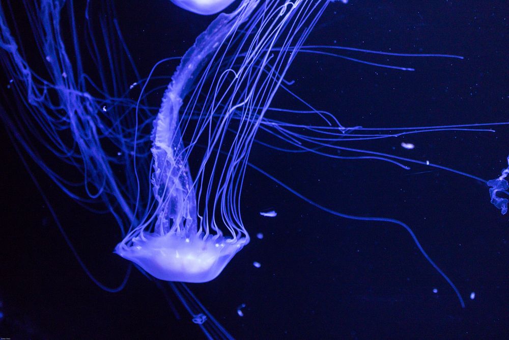 Bright jellyfish floating alone. Free public domain CC0 photo.