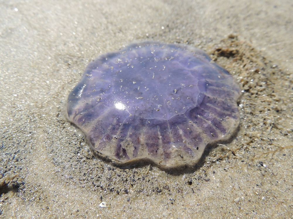 Jelly fish on sandy beach. Free public domain CC0 photo.