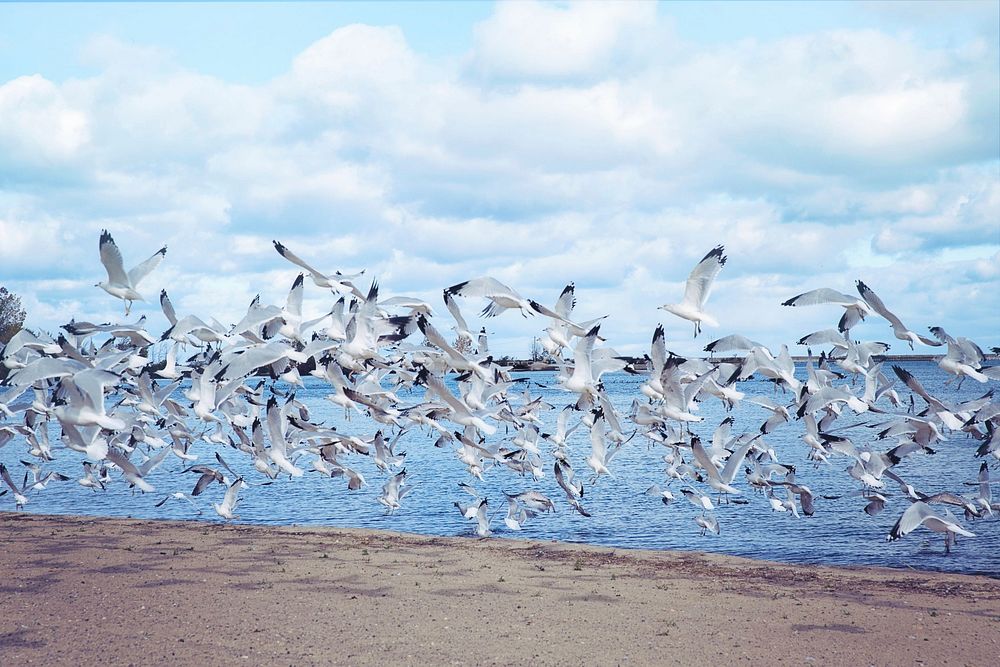 Free flock of birds image, public domain animal CC0 photo.