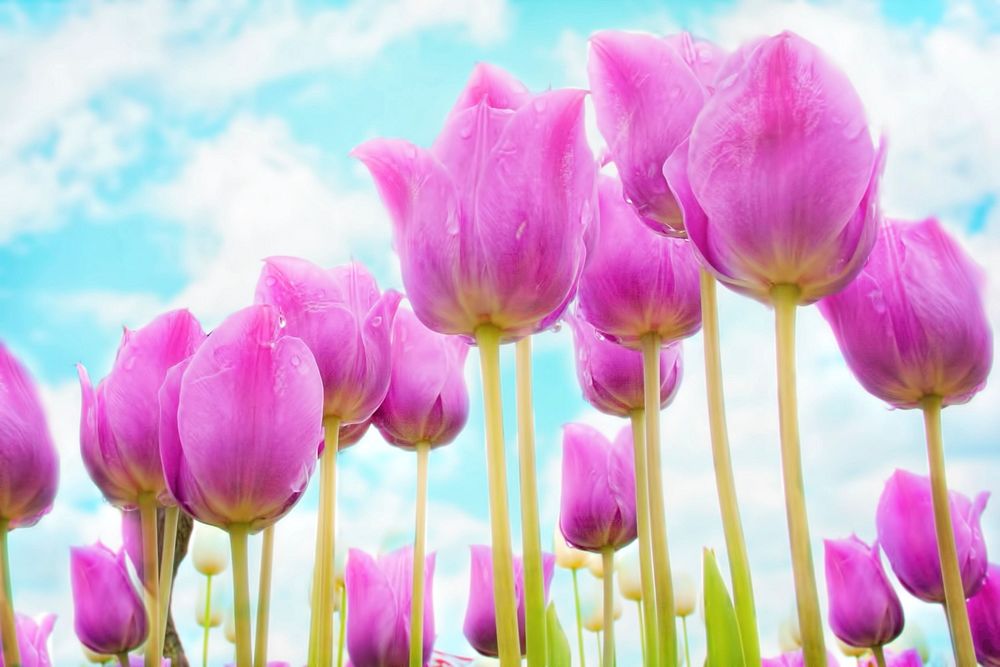 Free pink tulip photo, public domain flower & nature CC0 image.