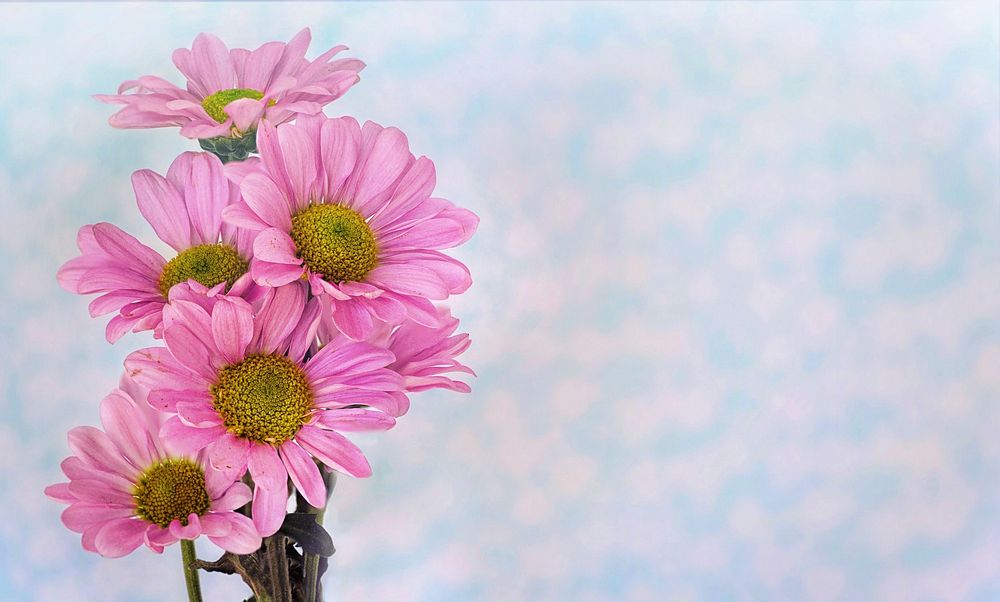 Free pink daisies image, public domain flower CC0 photo.