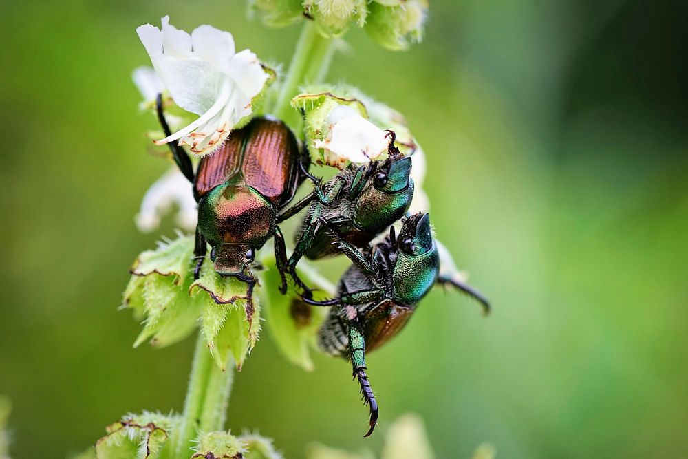 Free June beetles image, public domain wildlife CC0 photo.