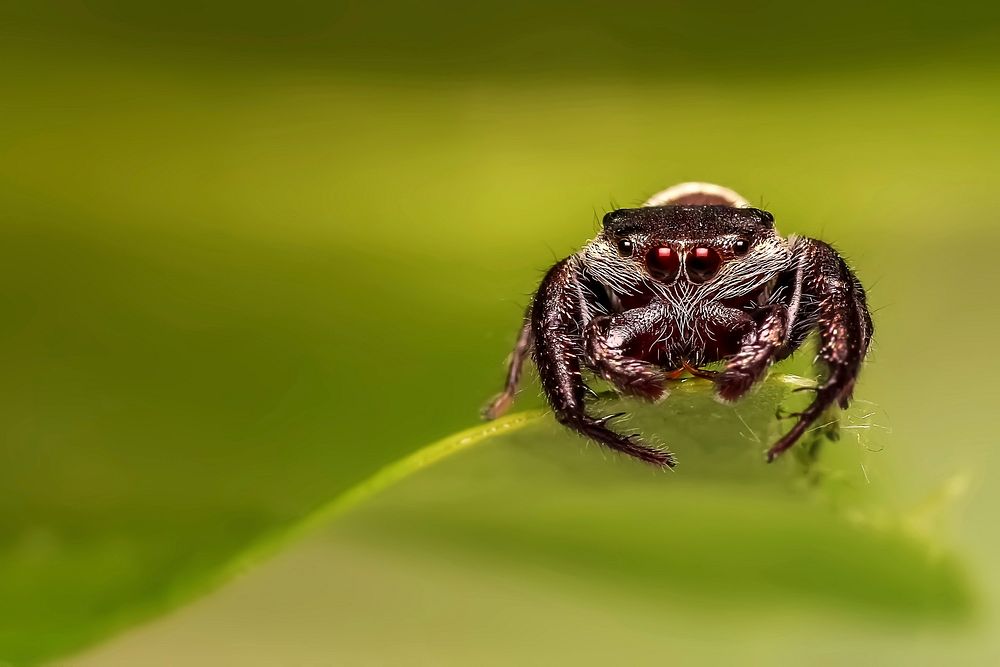 Spider close up in nature, animal photography. Free public domain CC0 image.