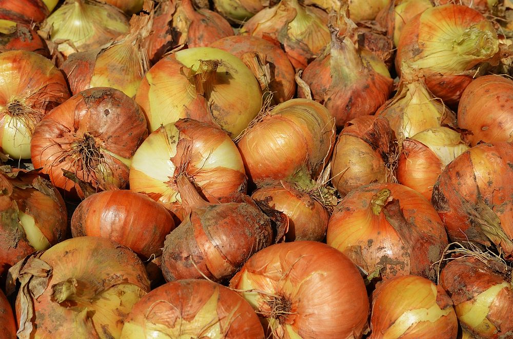 Onions. Free public domain CC0 image