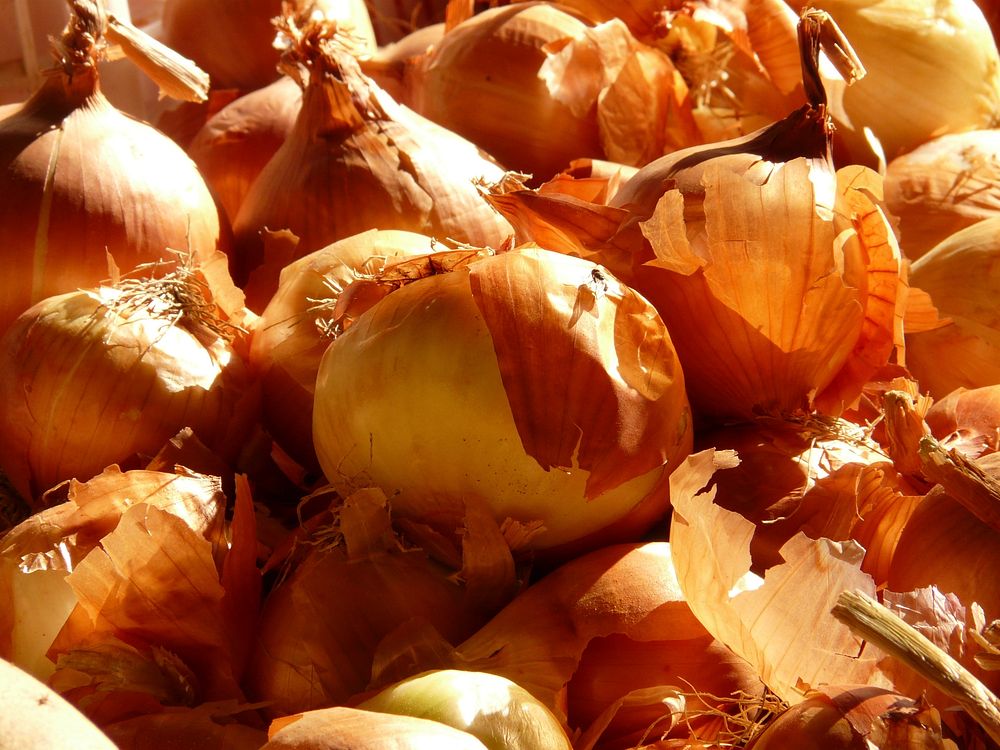 Onions. Free public domain CC0 image
