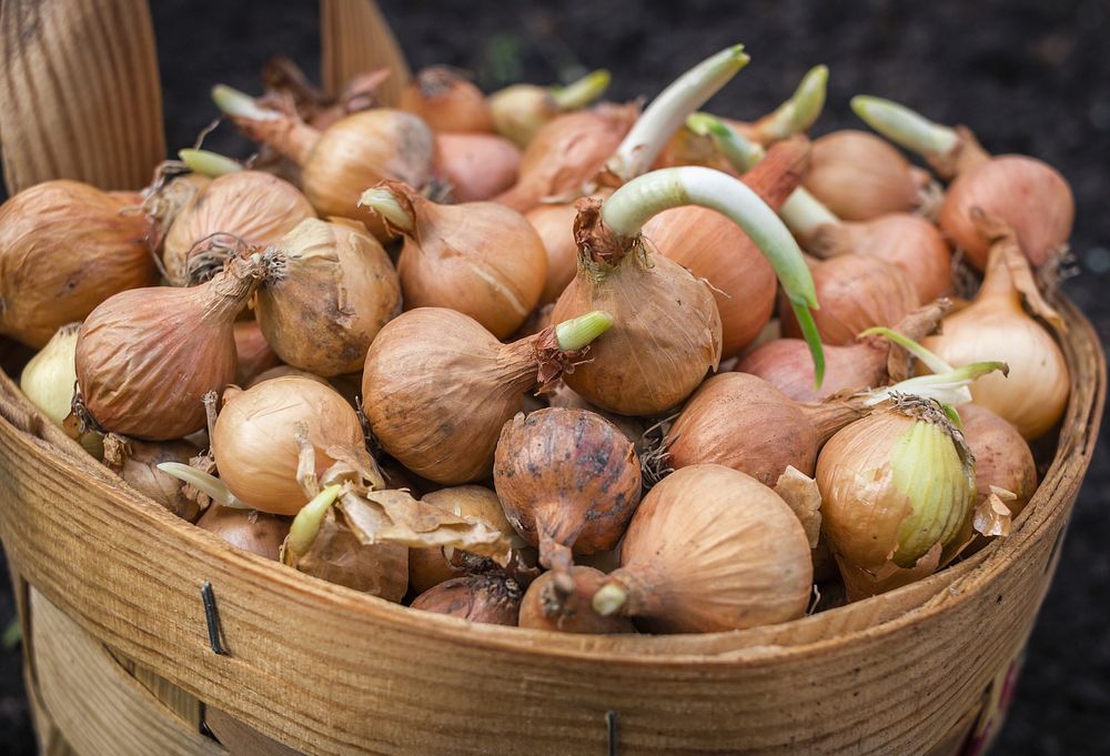 Onions. Free public domain CC0 image