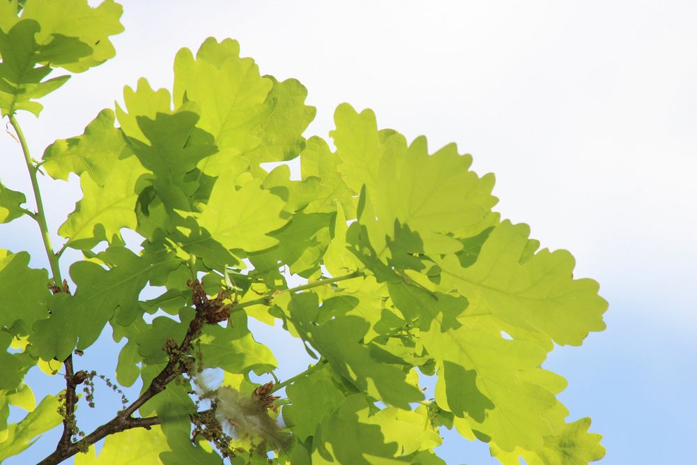 Closeup on oak tree leaves. Free public domain CC0 image.