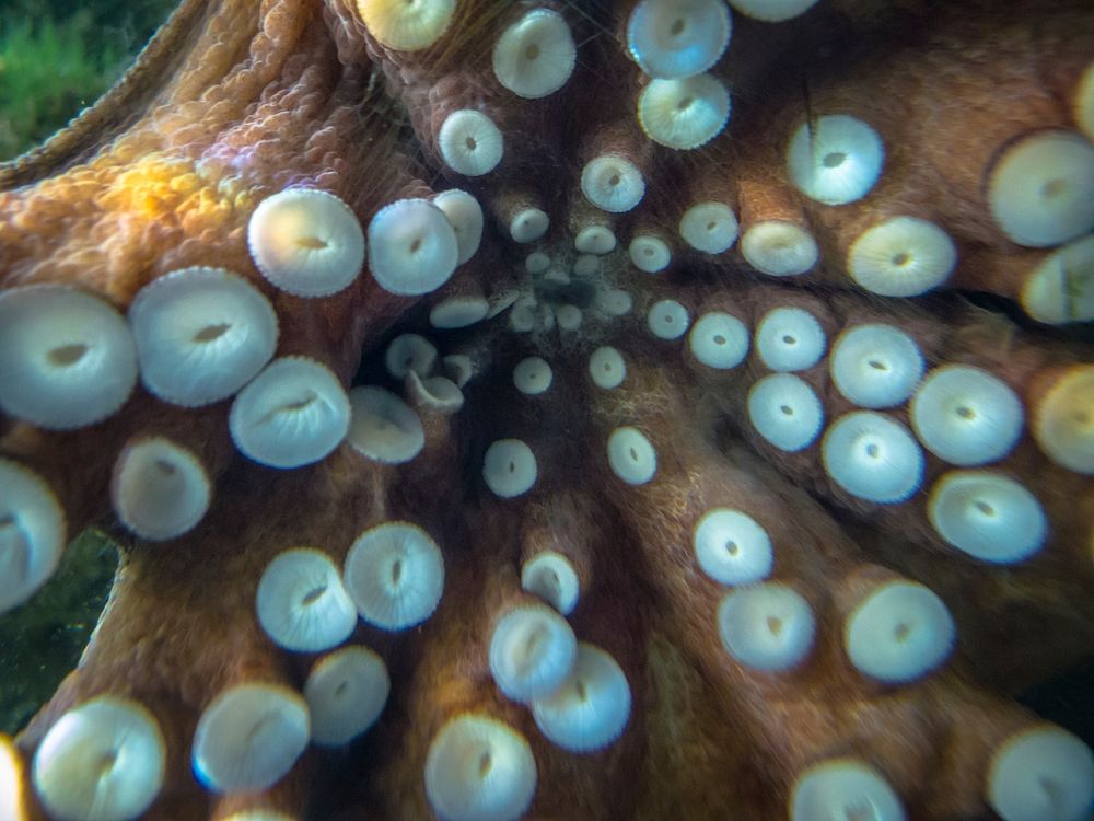 Octopus tentacles close up. Free public domain CC0 photo.