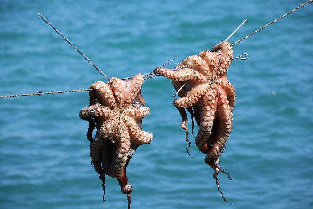 Hanging octopus. Free public domain CC0 photo.