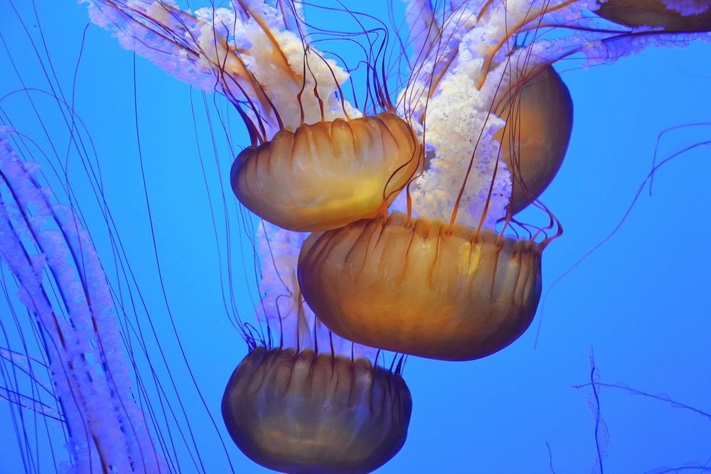 Beautiful bright floating jellyfishes. Free public domain CC0 image.