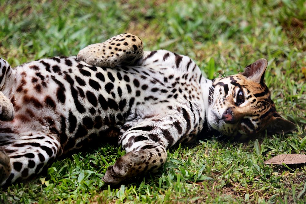 Cute Bengal cat image. Free public domain CC0 photo.