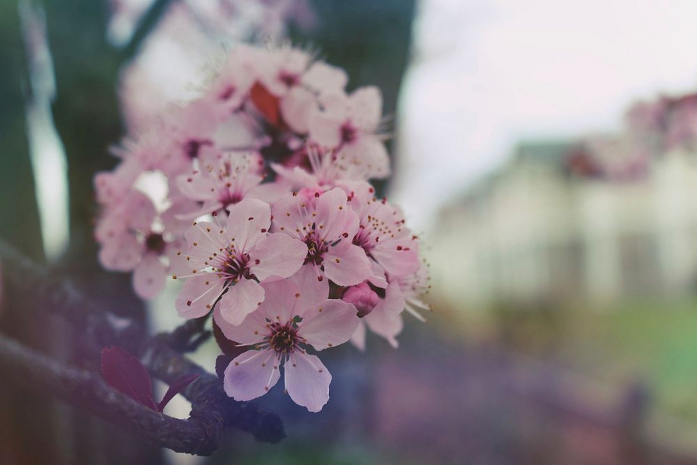 Free cherry blossom image, public domain plant CC0 photo.