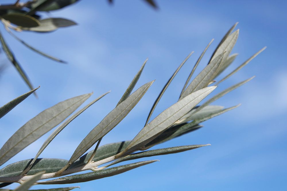 Olive leaf branch, blue sky. Free public domain CC0 photo.