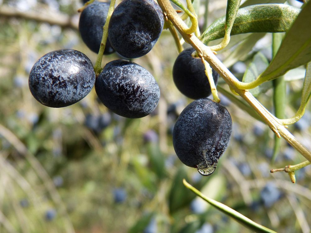 Black olives growing on tree. Free public domain CC0 image.
