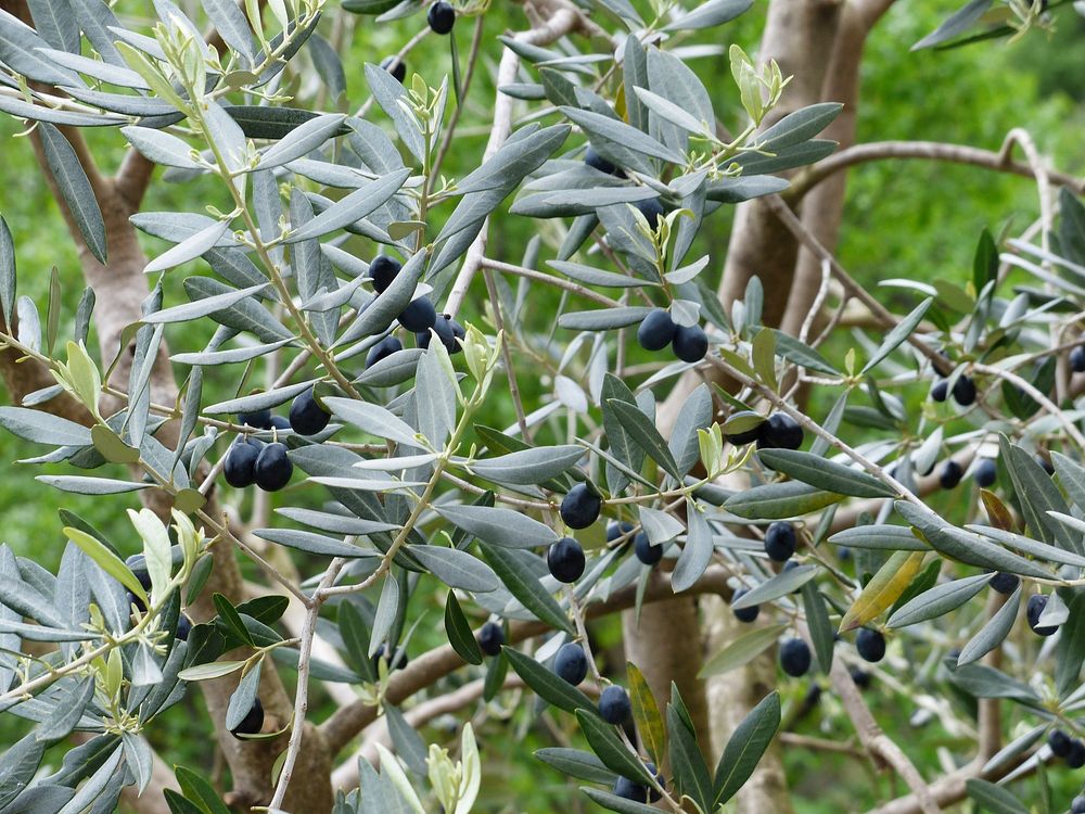 Black olives growing on tree. Free public domain CC0 image.