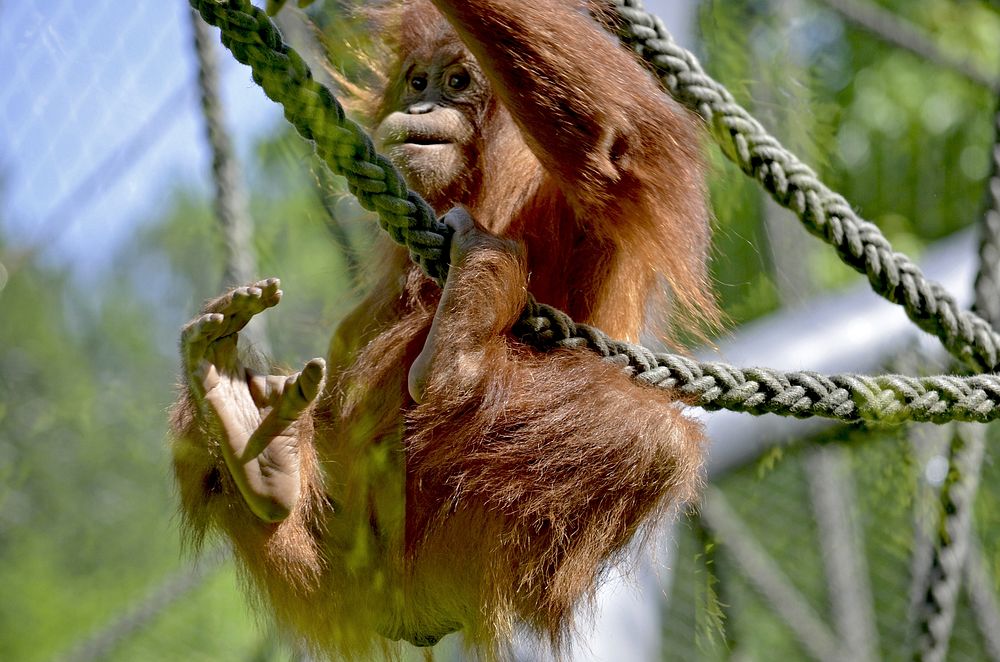 Orangutan. Free public domain CC0 image.