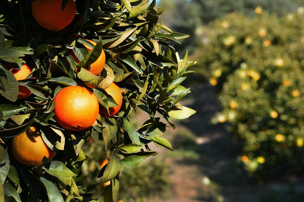 Fresh oranges on tree. Free public domain CC0 photo.