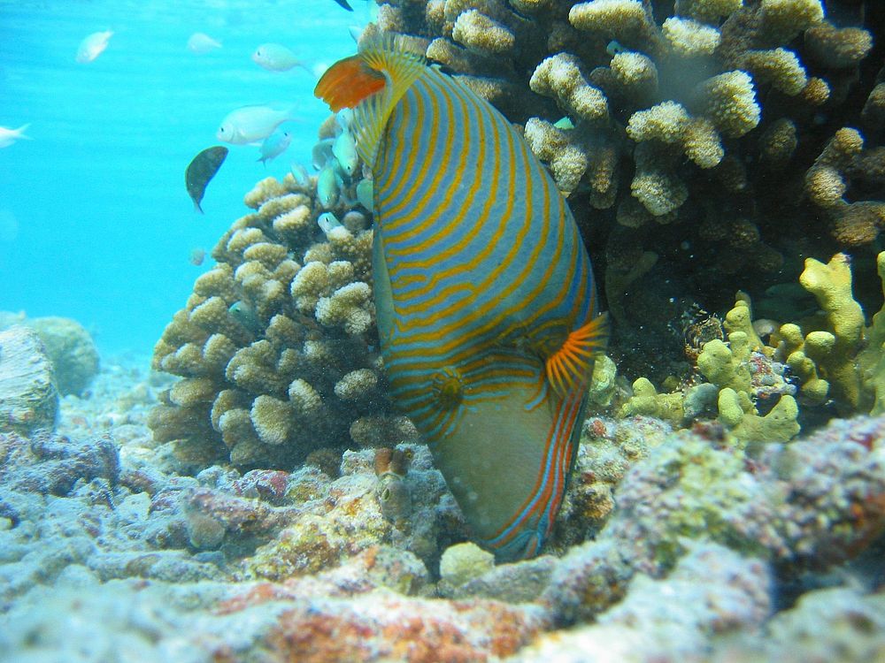 Orange lined triggerfish. Free public domain CC0 photo.