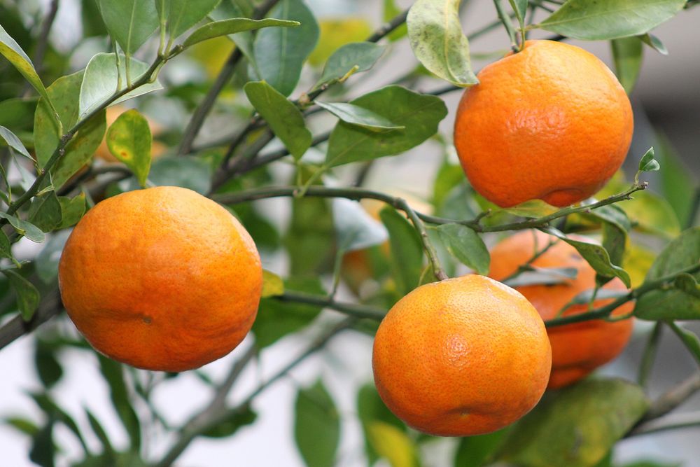 Mandarin oranges growing on tree. Free public domain CC0 image. 