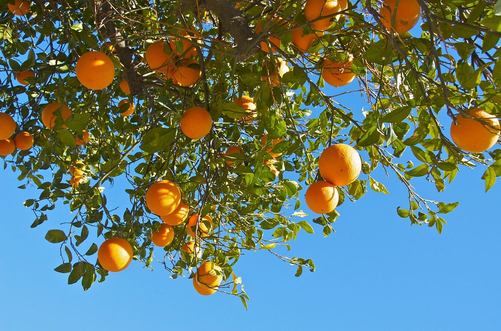 Fresh oranges on tree. Free public domain CC0 photo.