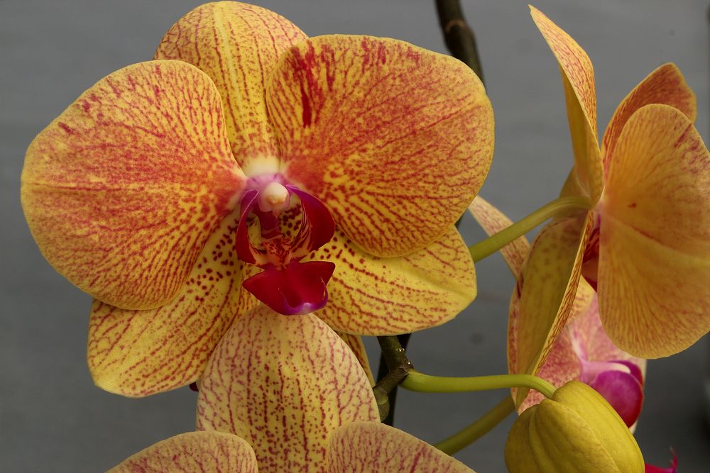 Yellow orchid background. Free public domain CC0 photo.
