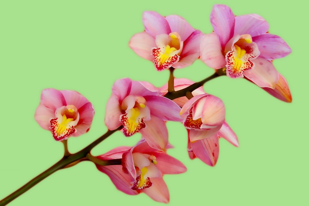 Pink orchid background. Free public domain CC0 image.