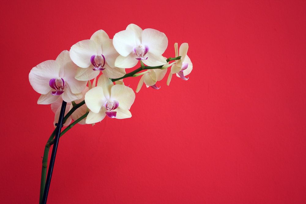 Moth orchid background. Free public domain CC0 photo.