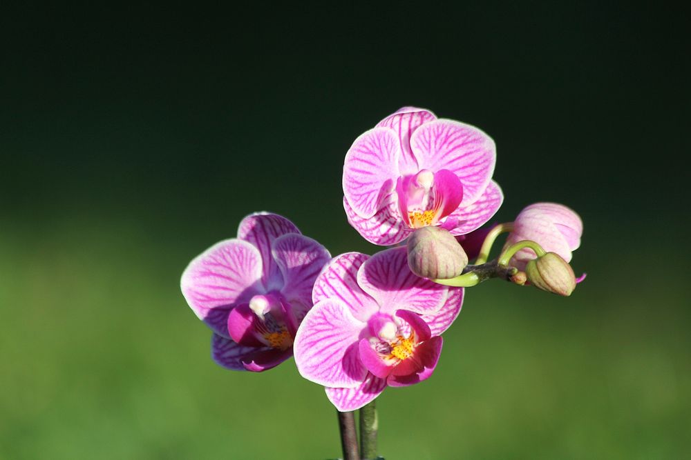 Pink moth orchid background. Free public domain CC0 photo.
