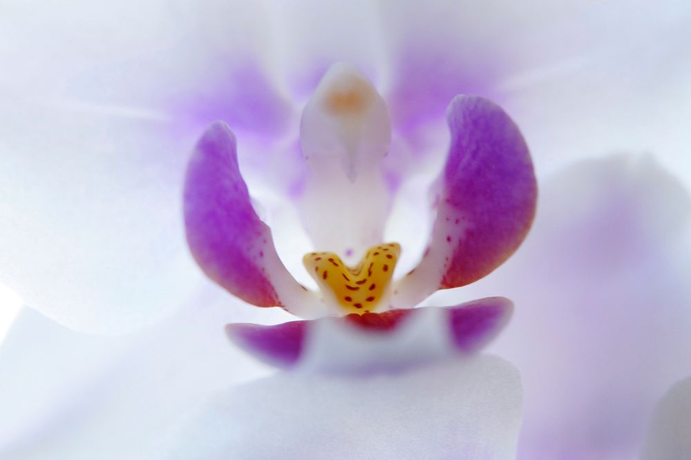 White orchid background, macro shot. Free public domain CC0 photo.