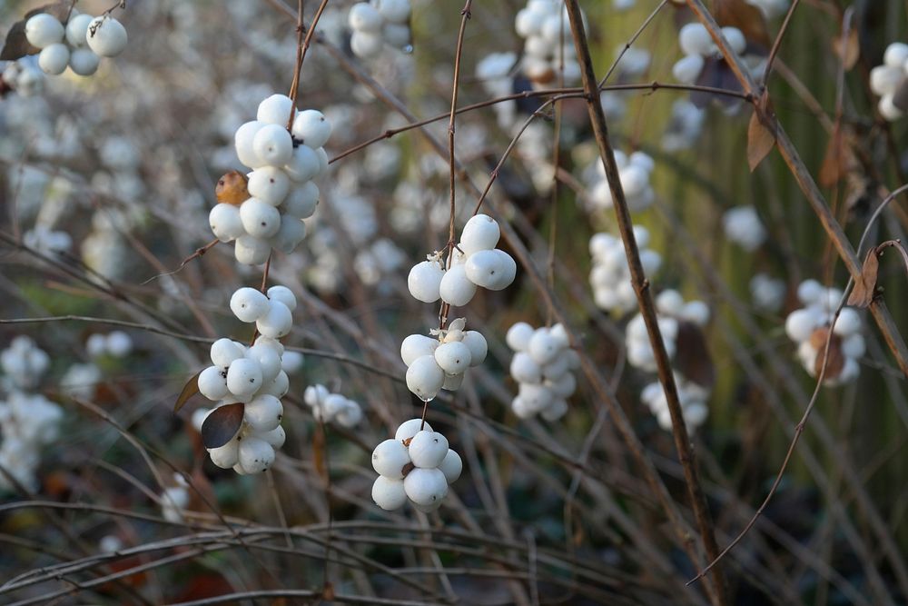 Closeup of Schneebeere berries. Free public domain CC0 photo.