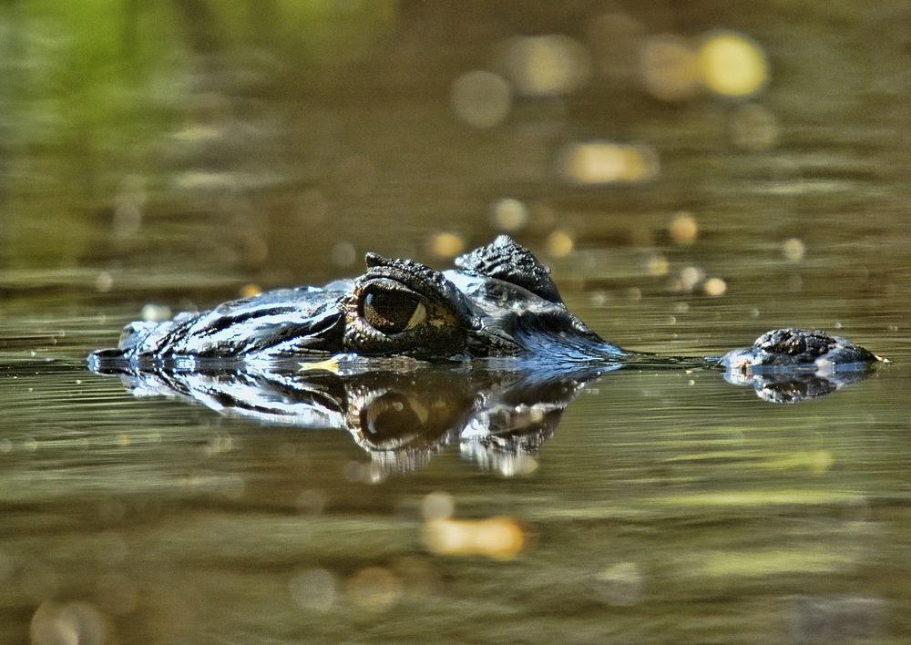 Crocodile surfacing on the water. Free public domain CC0 photo.