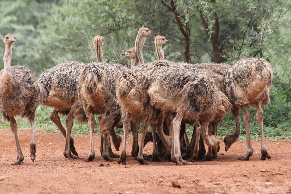 Ostrich group. Free public domain CC0 photo