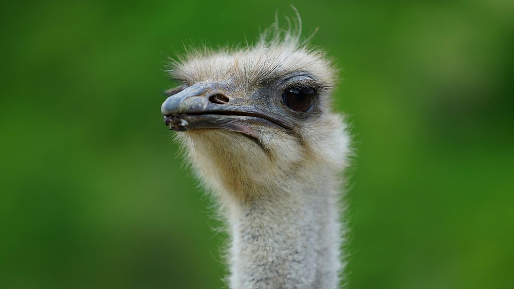 Ostrich. Free public domain CC0 image.