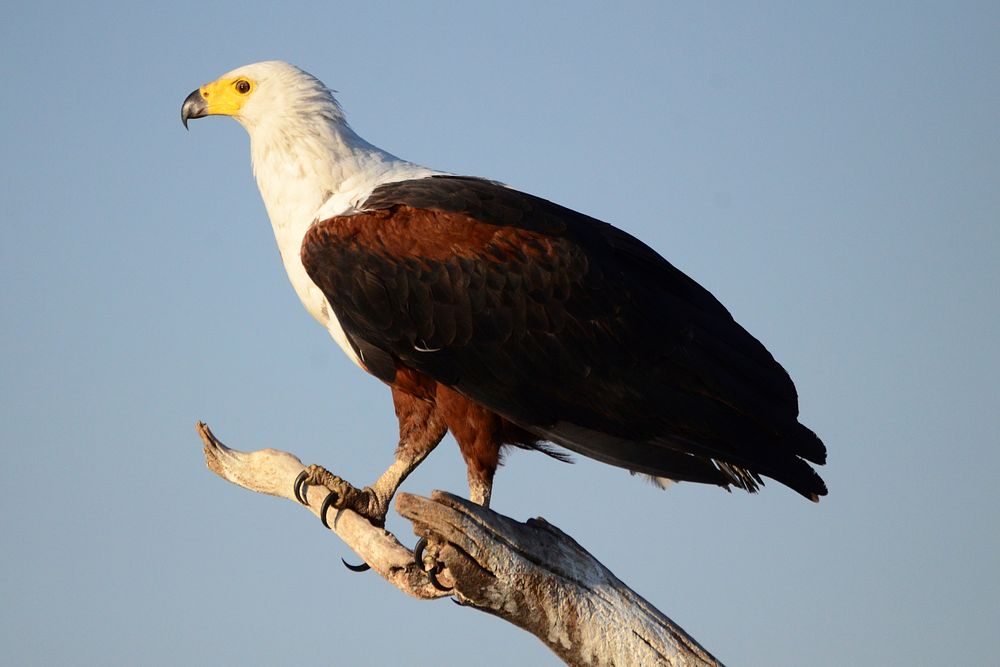 Bald eagle, bird of prey. Free public domain CC0 image.