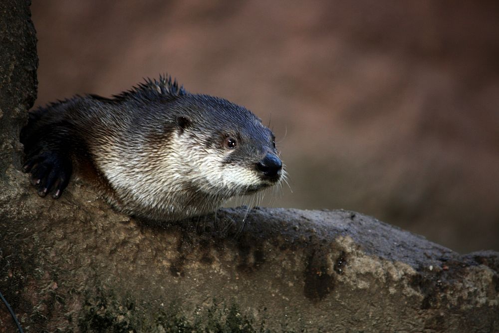 Cute otter background. Free public domain CC0 photo.