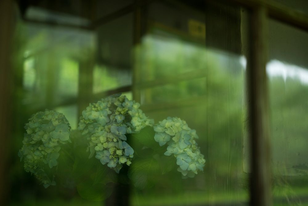 Hydrangea through glass window. Free public domain CC0 photo.