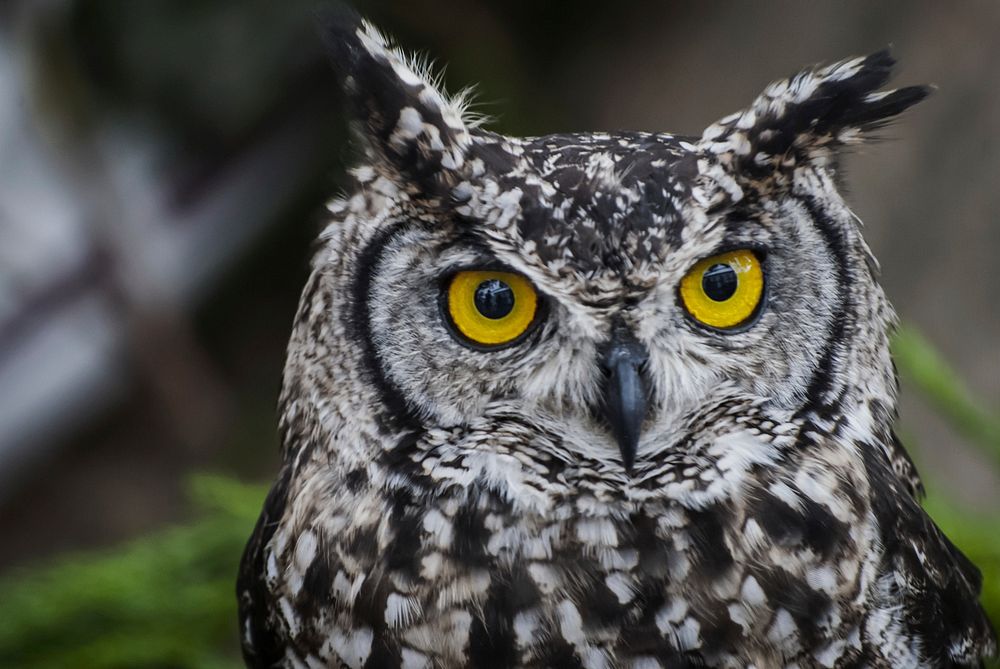 Spotted eagle owl close up. Free public domain CC0 photo.
