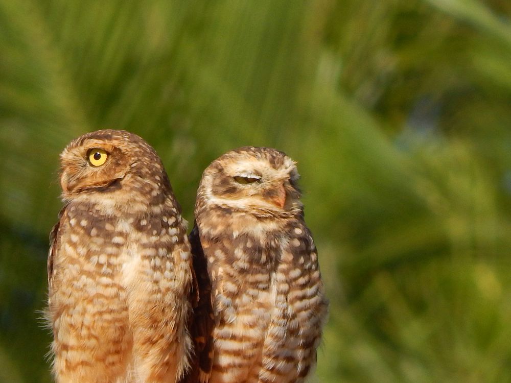 Two burrowing owl close up. Free public domain CC0 photo.