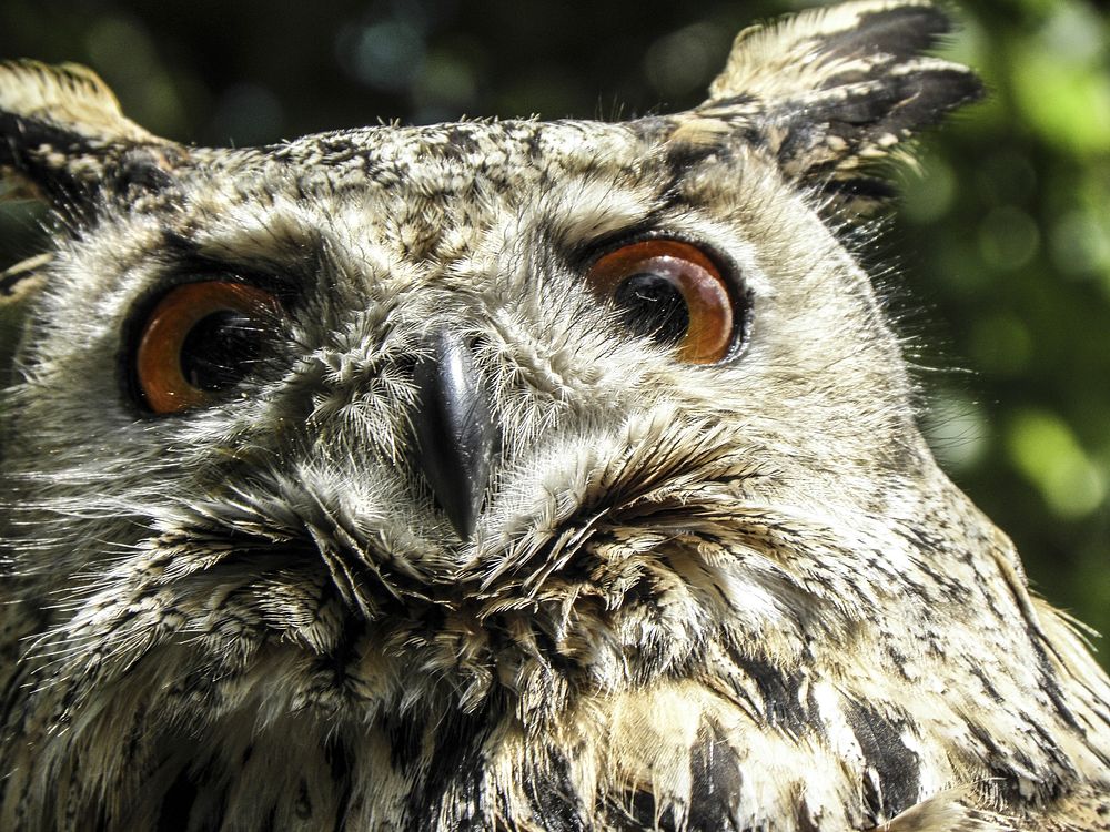 Eurasian eagle owl close up. Free public domain CC0 photo.