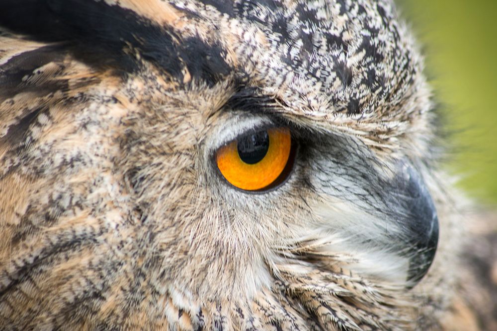 Eurasian eagle owl close up. Free public domain CC0 photo.